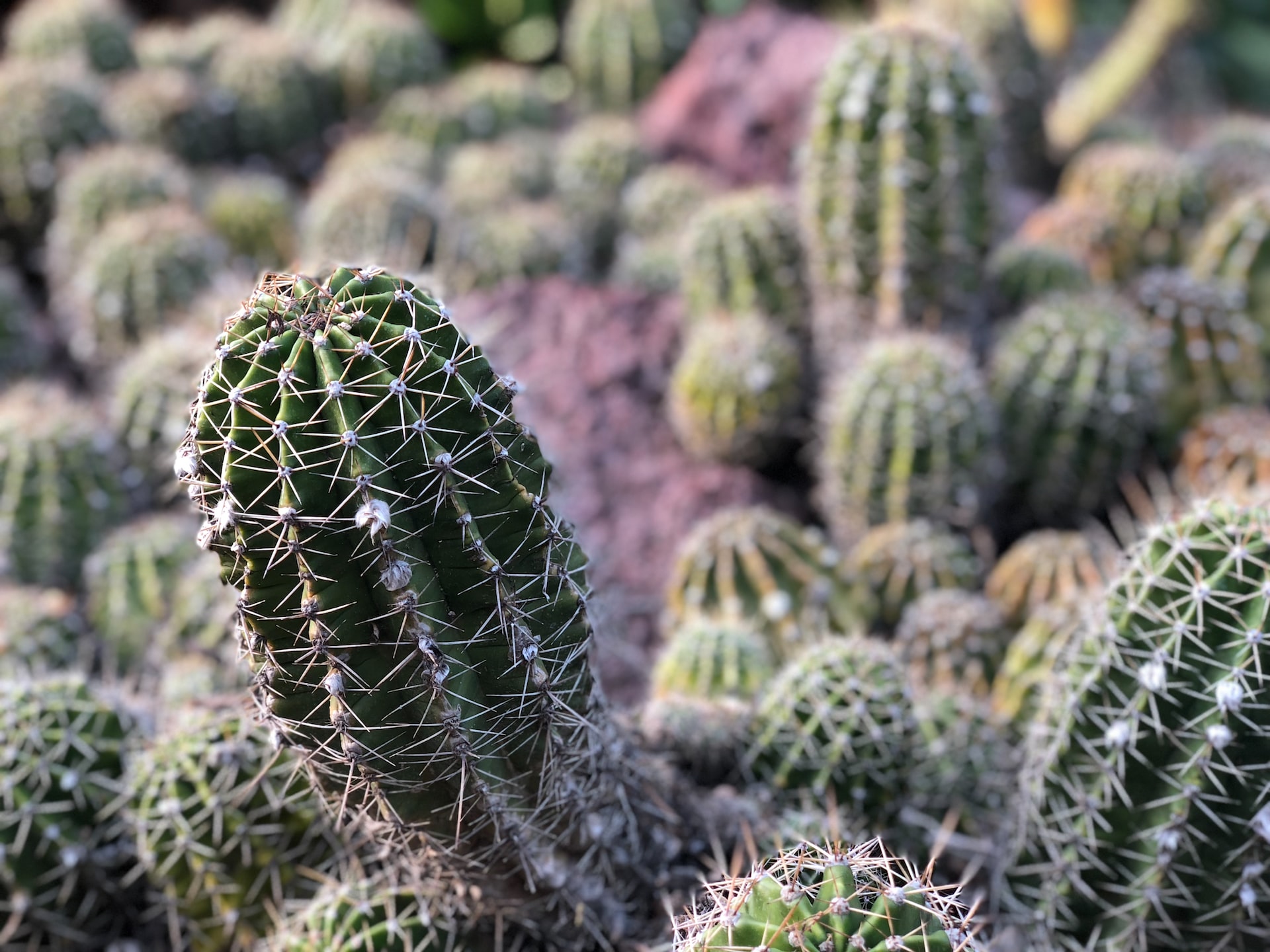 Cactus