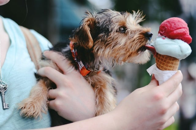 hond likt aan ijsje