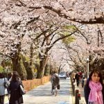 Tokio Japan kersenbloesem
