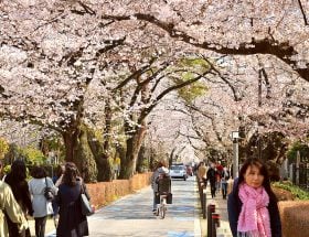 Tokio Japan kersenbloesem
