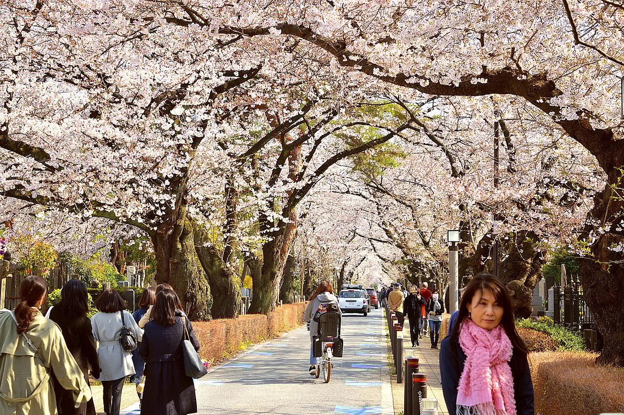 Tokio Japan kersenbloesem
