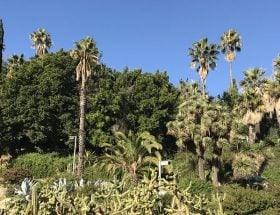 Cactustuin in Barcelona