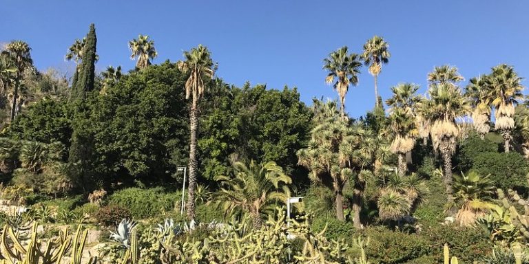 Cactustuin in Barcelona